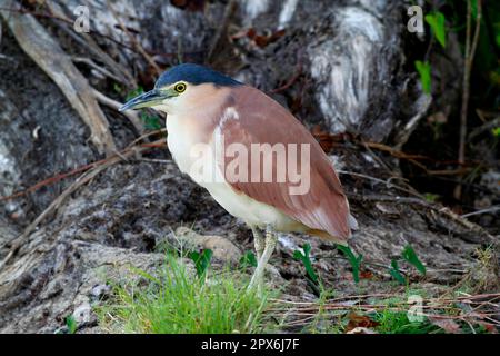 Südsee-Nachtreiher, Nankeen-Nachtreiher (Nycticorax caledonicus), Roter Nachtreiher, Reiher, Tiere, Vögel, Rupus-Nachtreiher, männlich Stockfoto