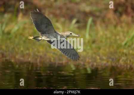 Schwarzkronenreiher (Nycticorax nyctocorax), jugendlich, im Flug über Wasser, Keoladeo Ghana N. P. (Bharatpur), Rajasthan, Indien Stockfoto