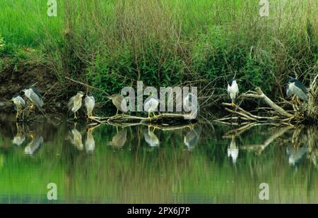 Schwarzkronen-Nachtreifer (Nycticorax nyctocorax) ruhende Erwachsene und Jugendliche, Lesvos Stockfoto