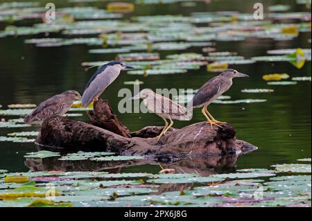 Schwarzkronenreiher (Nycticorax nyctocorax nycticorax), Erwachsener, zwei Erwachsene und Jugendliche, auf schwimmendem Stamm im Wasser, Taiwan Stockfoto