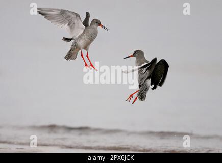 Common Redshank (Tringa totanus) Two fighting, at Coast, Yorkshire, England, Vereinigtes Königreich Stockfoto