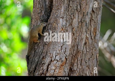 Baumhörnchen, Buschhörnchen, Gelbfußhörnchen (Paraxerus cepapi), Erwachsener auf Baum, Kruger-Nationalpark, Südafrika, Afrika Stockfoto