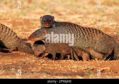 Mungos mungo, eine Familie mit jungen Leuten in den, Kruger Nationalpark, Südafrika, Afrika Stockfoto