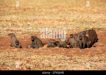 Mungos mungo, Gruppe mit jungen Leuten im den, Kruger-Nationalpark, Südafrika, Afrika Stockfoto