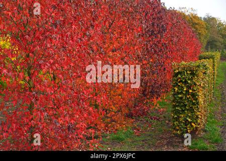 Amerikanisches Süßgum (Liquidambar styraciflua) und Kupferbuche-Hecke (Fagus sylvatica) im Kindergarten Stockfoto