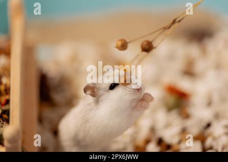 Lustiger Hamster, der im Käfig Flachspflanze ansieht Stockfoto