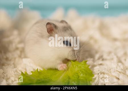 Hungriger Hamster sitzt auf Papierspäne und isst Salat im Käfig, Seitenansicht Stockfoto