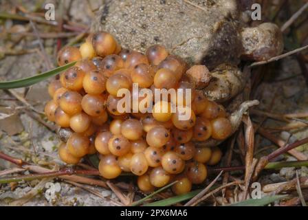 Hebammenkröte mit Eisfäden Stockfoto