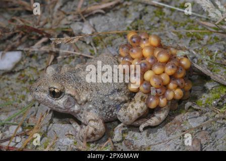 Hebammenkröte mit Eisfäden Stockfoto