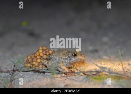 Hebammenkröte mit Eisfäden Stockfoto