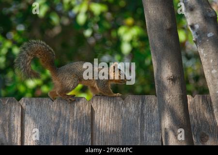 Eichhörnchen, das über den Zaun läuft Stockfoto