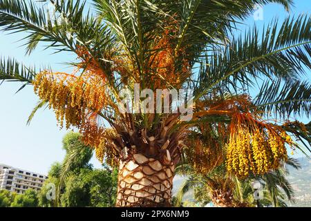 Date Palm Phoenix, Date Phoenix ist eine Gattung von Pflanzen aus der Familie der Arecaceae-Palmen. Die Früchte der Phönix-Daktylifera-Spezies, Datteln, sind weit verbreitet Stockfoto