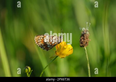 Heidenfritillar-Schmetterling auf einer gelben Blume in der Natur Stockfoto