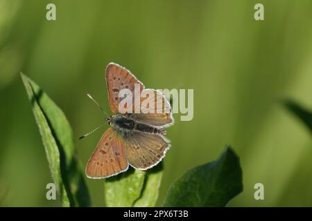 Rußiger Kupferschmetterling auf einem Blatt in der Natur, winziger bunter Schmetterling mit offenen Flügeln, ruhender natürlicher Hintergrund Stockfoto