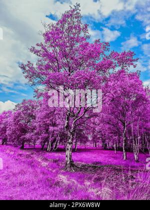 Farbenfrohe Fantasy-Landschaft in einem asiatischen violetten Infrarot-Fotostil Stockfoto