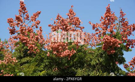 Koelreuteria paniculata-Baum und -Blume im Herbst. Das Bild zeigt einen reifen Koelreuteria paniculata- oder Goldenrain-Baum, eine Art von blühender Pflanze nativ Stockfoto