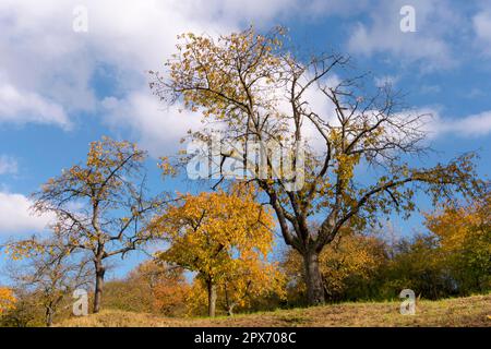 Alte Kirschbäume im Herbst Stockfoto