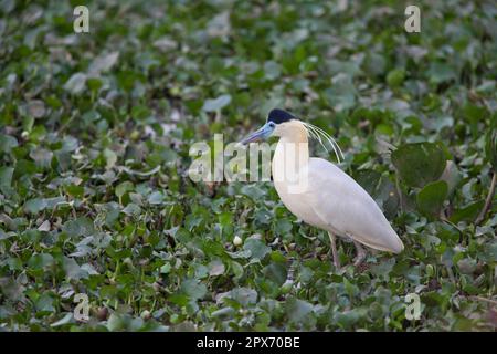 Kappreiher (Pilherodius pileatus), Erwachsener, im Sumpf, Pantanal, Mato Grosso, Brasilien Stockfoto