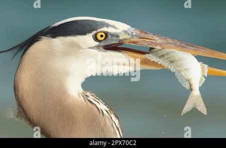 Großer Blauer Reiher (Ardea herodias), Erwachsener, Nahaufnahme des Kopfes, mit frisch gefangenem Fisch im Schnabel, Florida (U.) S. A. Stockfoto