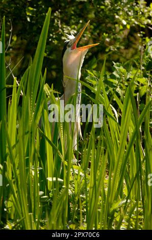 Grauer Reiher (Ardea cinerea), schreiende Erwachsene, Barnes, England, Großbritannien Stockfoto