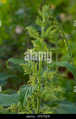 Urtica dioica oder Brennnessel im Garten. Stachelnessel, eine Heilpflanze, die als blutende, diuretische, antipyretische, Wundheilung verwendet wird, Stockfoto