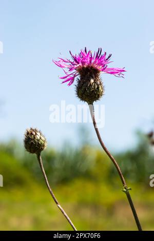 Centaurea scabiosa subsp. Apiculata, Centaurea apiculata, Asteraceae. Wilde Pflanze im Sommer. Stockfoto