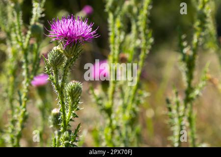 Gesegnete Milchdistel Blumen auf dem Feld, Nahaufnahme. Silybum-Marihuanum-Heilmittel, Mariendistel, Mariendistel, Mariendistel, Cardus mar Stockfoto