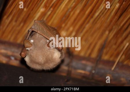 Wahlberg-Epaulettenflughund / Wahlbergs epaulettierte Fledermaus / Epomophorus wahlbergi Stockfoto