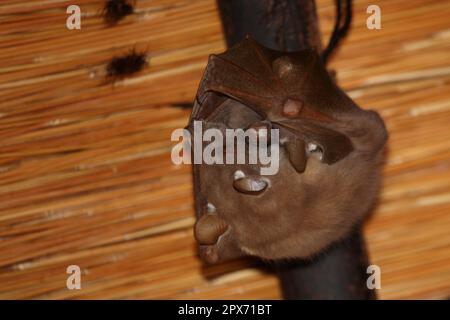 Wahlberg-Epaulettenflughund / Wahlbergs epaulettierte Fledermaus / Epomophorus wahlbergi Stockfoto