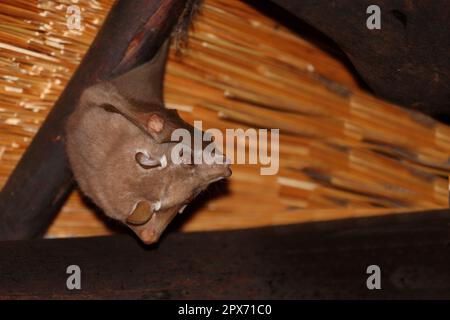 Wahlberg-Epaulettenflughund / Wahlbergs epaulettierte Fledermaus / Epomophorus wahlbergi Stockfoto