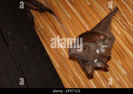 Wahlberg-Epaulettenflughund / Wahlbergs epaulettierte Fledermaus / Epomophorus wahlbergi Stockfoto