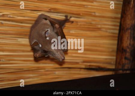 Wahlberg-Epaulettenflughund / Wahlbergs epaulettierte Fledermaus / Epomophorus wahlbergi Stockfoto