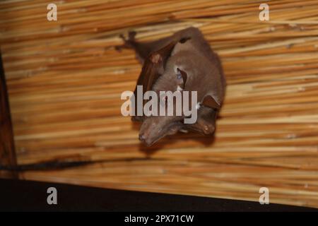 Wahlberg-Epaulettenflughund / Wahlbergs epaulettierte Fledermaus / Epomophorus wahlbergi Stockfoto