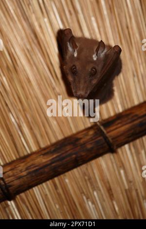 Wahlberg-Epaulettenflughund / Wahlbergs epaulettierte Fledermaus / Epomophorus wahlbergi Stockfoto