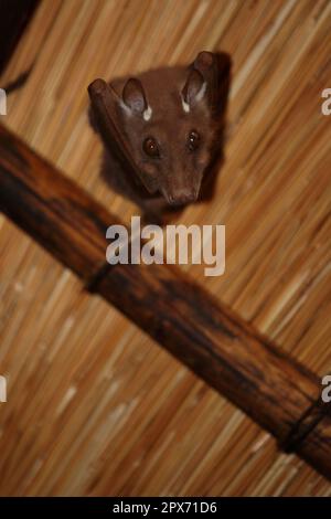 Wahlberg-Epaulettenflughund / Wahlbergs epaulettierte Fledermaus / Epomophorus wahlbergi Stockfoto