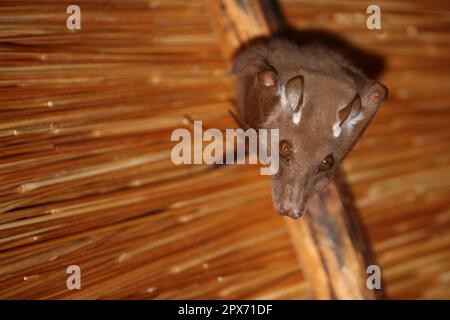 Wahlberg-Epaulettenflughund / Wahlbergs epaulettierte Fledermaus / Epomophorus wahlbergi Stockfoto