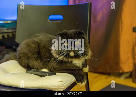 Schwarz-weiße Katze, die auf einem Stuhl sitzt Stockfoto