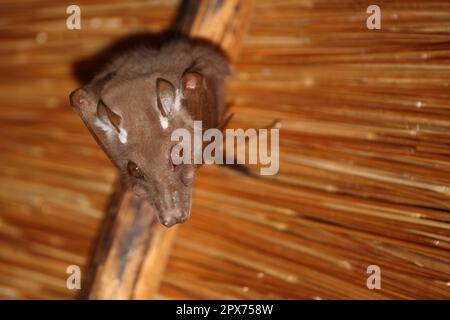 Wahlberg-Epaulettenflughund / Wahlbergs epaulettierte Fledermaus / Epomophorus wahlbergi Stockfoto