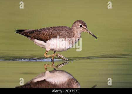 Grüner Sandpiper (Tringa ochropus), Tiere, Vögel, Waders, Grüner Sandpiper Erwachsener, Nicht zuchtendes Gefieder, wandern im Wasser, Hongkong, China Stockfoto