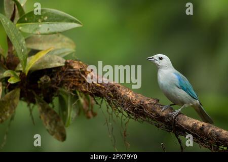 Blaugrauer Tanager (Thraupis episcopus), Erwachsener, hoch oben auf dem Ast, Costa Rica Stockfoto