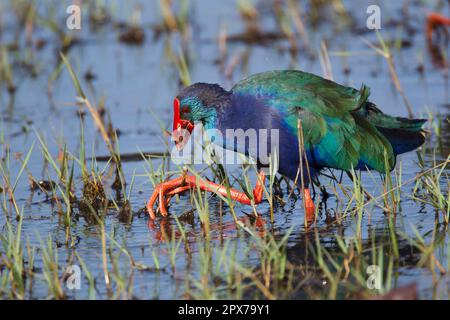 Purple Rebhuhn, Purple Grouse, Purple Rail, Purple Rail, Rails, Tiere, Vögel, Purple Swamphen (Porhyrio porphyrio madagascariensis), Erwachsene Stockfoto