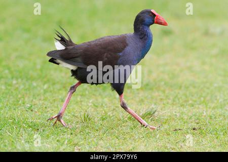 Purple Rebhuhn, Purple Grouse, Purple Rail, Purple Rail, Rails, Tiere, Vögel, Purple Swamphen (Porhyrio porphyrio bellus), Erwachsener, Wandern auf Gras Stockfoto