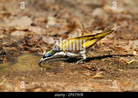 Blauäugiger Honigfresser (Entomyzon cyanotis), unreifer Mann, trinkt aus Pfütze, Northern Territory, Australien Stockfoto