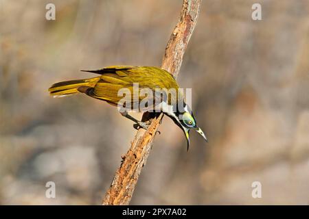 Blauäugiger Honigfresser (Entomyzon cyanotis), unreifer Mann, der aggressives Verhalten zeigt, sitzt auf einem Zweig, Northern Territory, Australien Stockfoto