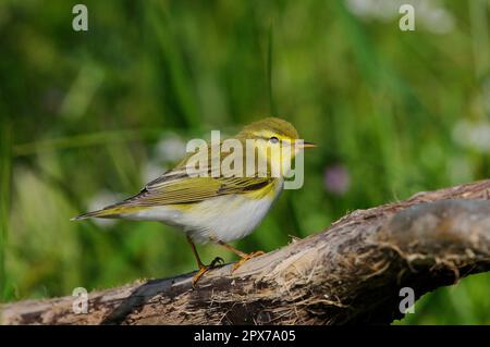 Holzstampfer (Phylloscopus sibilatrix), Erwachsener, Sommerzucht, hoch oben auf dem Ast, Lemnos, Griechenland Stockfoto