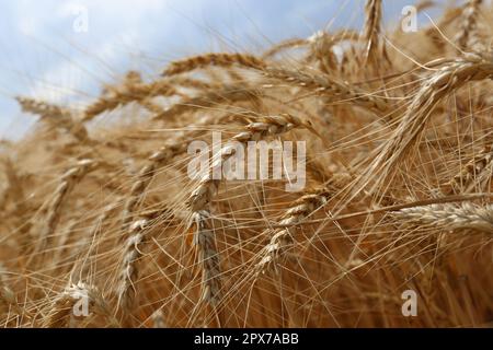 Reife Weizenstacheln auf dem Ackerfeld, Nahaufnahme Stockfoto