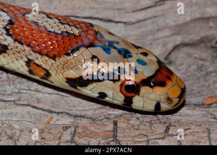 Leopardenschlange Stockfoto