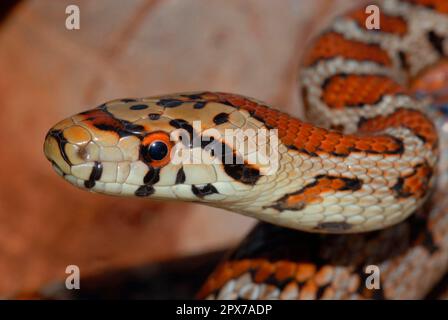 Leopardenschlange Stockfoto