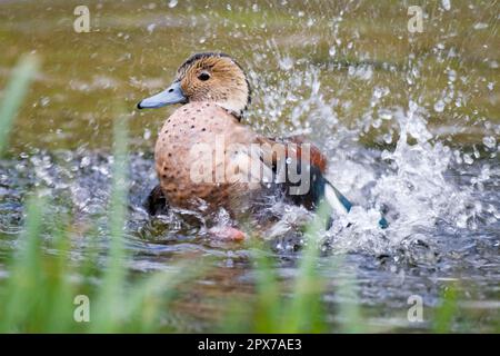 Rote-Schulter-Ente Stockfoto