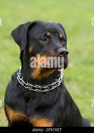 Rottweiler, Gabelkragen Rottweiler, Gabelkragen Stockfoto